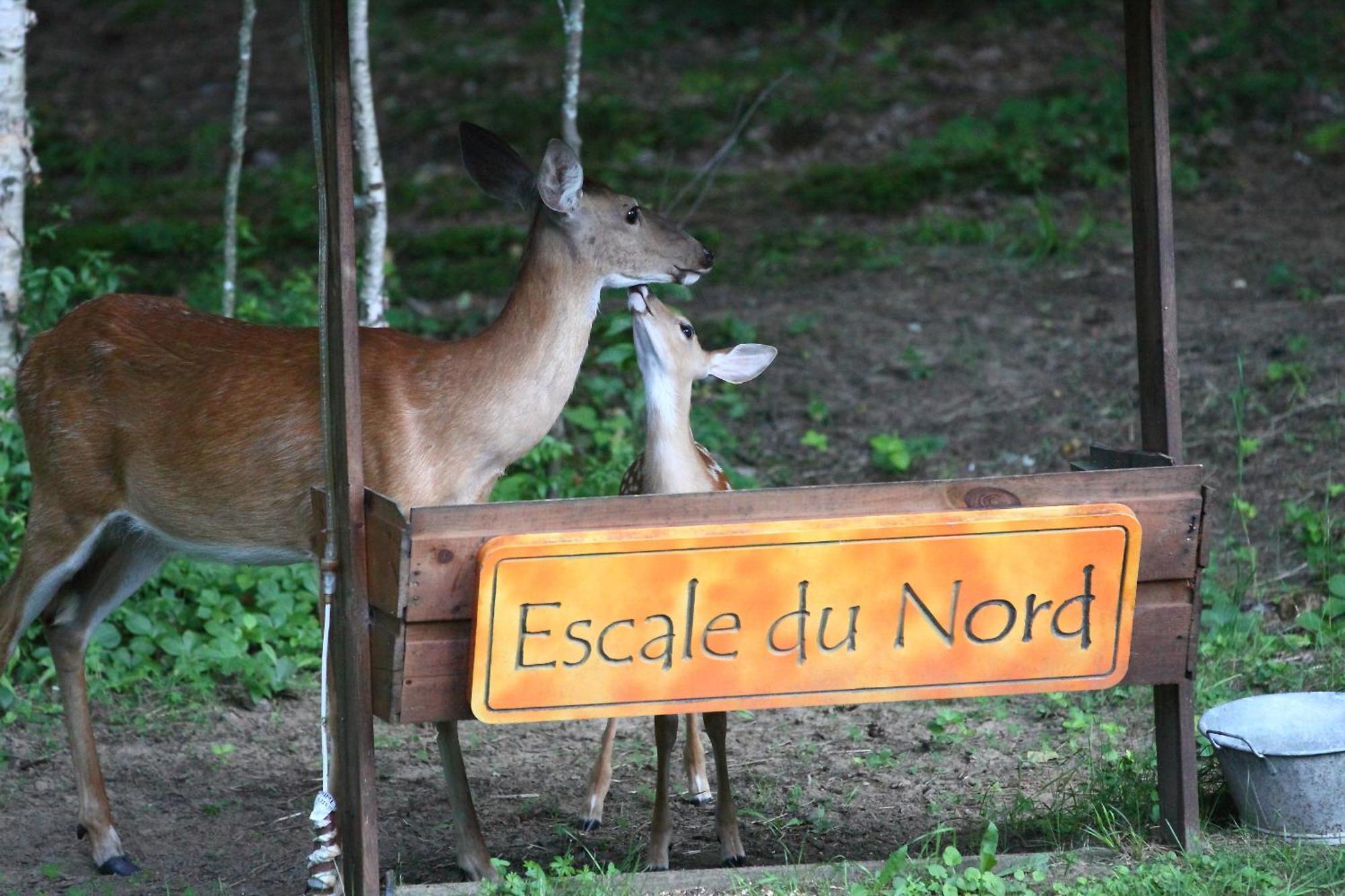 Escale Du Nord Panzió Mont-Tremblant Kültér fotó